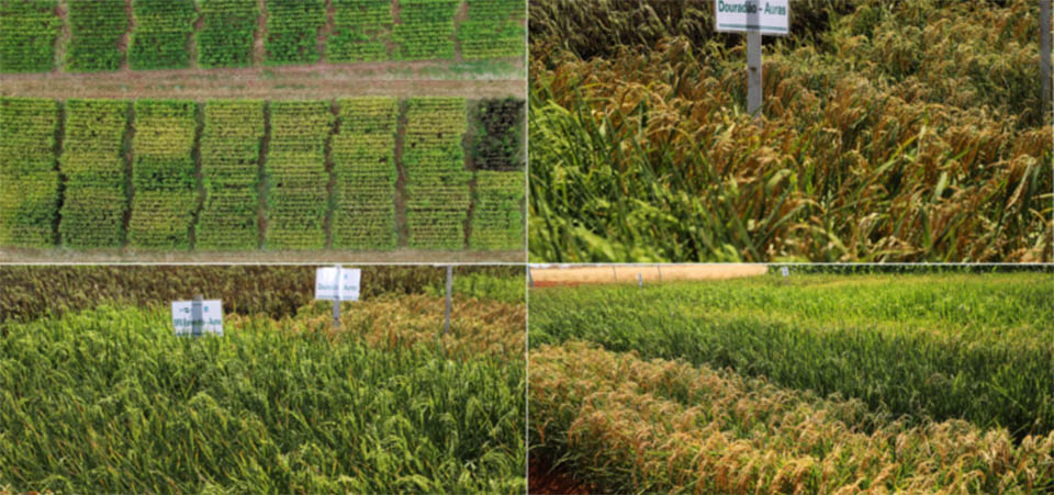 Emater e Embrapa desenvolvem pesquisa sobre bioinsumos em lavouras de arroz