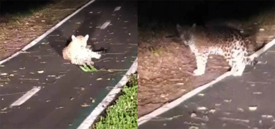 Onça-pintada é avistada descansando no meio de ciclovia; Veja vídeo