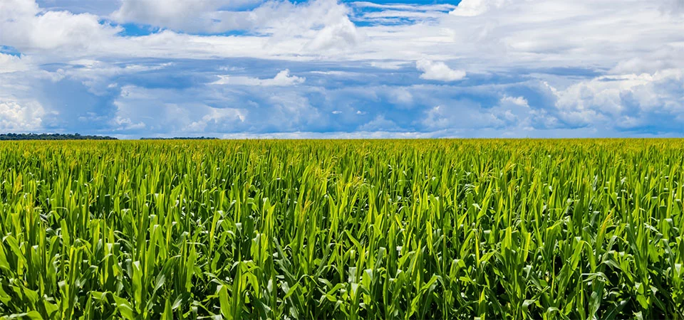 Aprosoja MT vê com preocupação cenário de endividamento no campo e defende medidas estruturantes